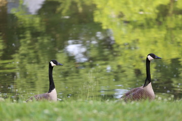 Goose 8