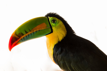 Portrait of rainbow toucan