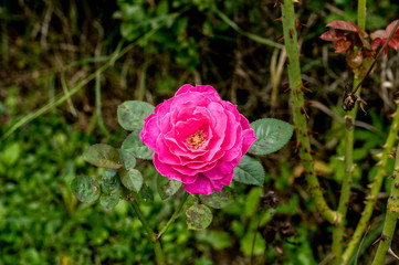 Close up of a wild rose in a early morning