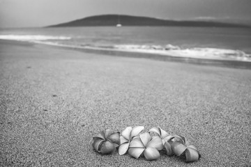 Fototapeta na wymiar Black and White Flowers on Beach with Ocean and Island in Background