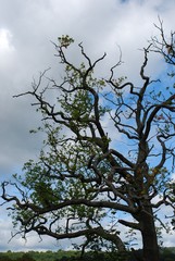 Colors of summer in the heart of England. Old oak. Some rural views of Belper surroundings.