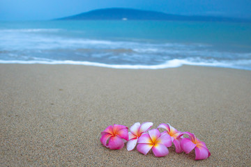 Fototapeta na wymiar Group of Plumeria Flowers on Sand with Wave Ocean and Island in Background