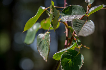 flores de colores naturaleza amarillas naranjas,moradas follaje verde mexico