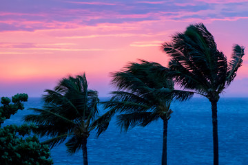 Palm Trees Blow in Silhouette Before Sunset in Pink and Purple over Ocean