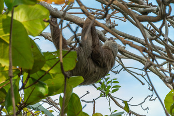 Hoffmann's two-toed sloth © seishorasmenos