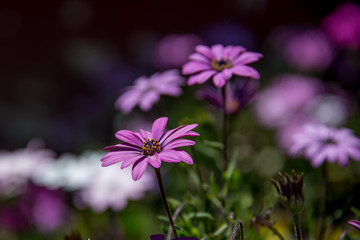 flores de colores naturaleza amarillas naranjas,moradas follaje verde mexico
