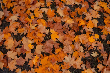lot of colorful autumn leaves on ground .Background theme