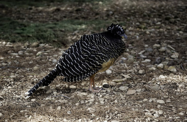 Wild exotic partridge