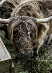 Ox in a farm