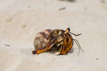 Crab 