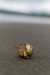 Crab