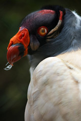 Blinking King Vulture Close Up