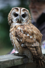 Tawny Owl Close Up