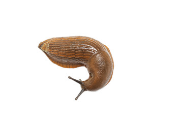 Nacktschnecke