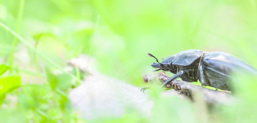 Hirschkäfer Weibchen