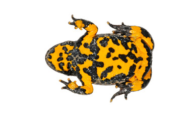 Fototapeta premium Gelbbauchunke (Bombina variegata) - Yellow-bellied toad