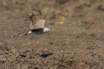 Dark Chanting Goshawk in Kruger National park, South Africa ; Specie Melierax metabates family of Accipitridae