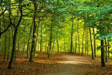autumn in a park north of Copenhagen