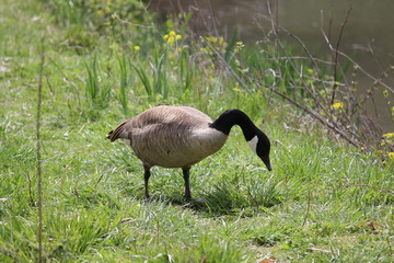 goose on grass