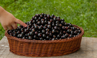 Black currant basket on wooden table on the green background