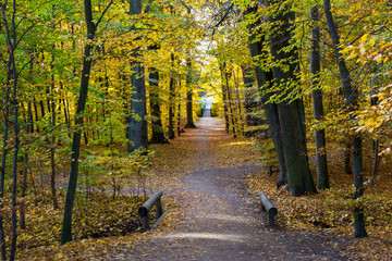 Fototapeta premium autumn in a park north of Copenhagen