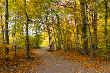 Fototapeta premium autumn in a park north of Copenhagen