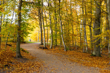 Obraz premium autumn in a park north of Copenhagen