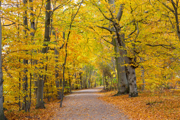 Fototapeta premium autumn in a park north of Copenhagen