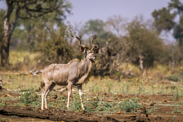 Naklejka na ściany i meble Greater kudu in Kruger National park, South Africa ; Specie Tragelaphus strepsiceros family of Bovidae