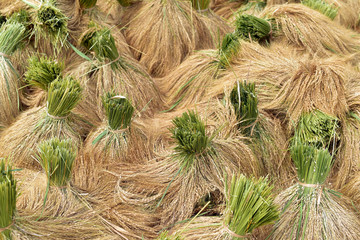 Bundles of newly harvested rice drying in the sun, Jatiluwih Rice Terrace, Indonesia