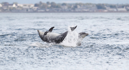 Obraz premium Wild dolphin in playful mood while hunting for migrating Atlantic Scottish salmon in the Moray Firth in the Scottish Highland.