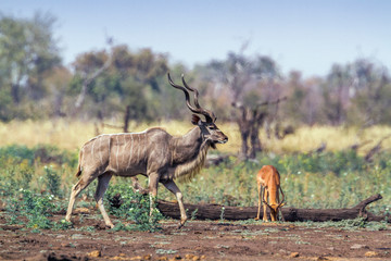Fototapeta premium Greater kudu in Kruger National park, South Africa ; Specie Tragelaphus strepsiceros family of Bovidae
