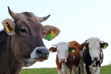 Drei junge Milchkühe auf einer Weide in Bayern