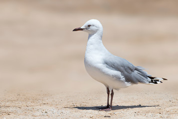 Seagull on a sunny day