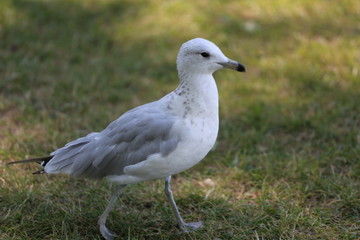 seagull