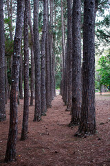 Obraz premium árvores, parque, troncos