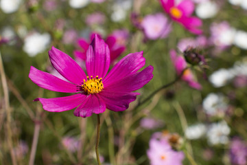 Cosmos blooming in full sun