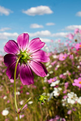 Fototapeta premium Cosmos blooming in full sun