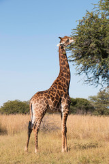 Giraffe eating leaves from a thorn tree