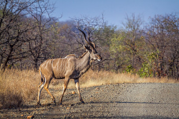 Greater kudu in Kruger National park, South Africa ; Specie Tragelaphus strepsiceros family of Bovidae