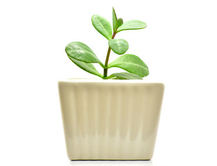 cactus plant pot isolate for decoration and interia design