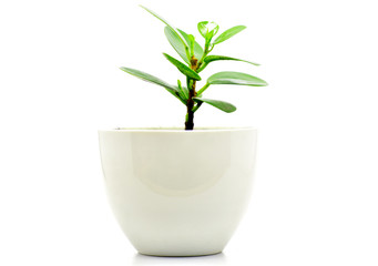 green plant pot isolate for decoration and interia design