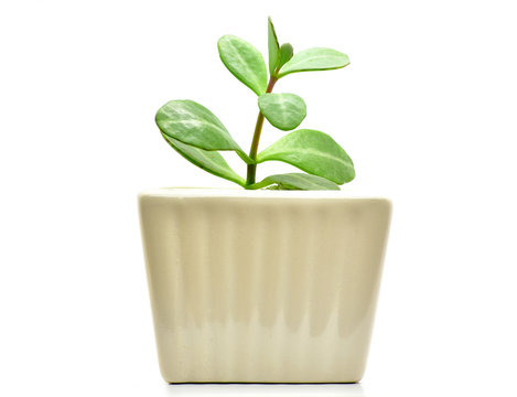 cactus plant pot isolate for decoration and interia design