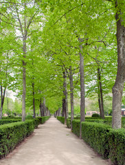 Fototapeta na wymiar Way in the gardens of Aranjuez vertically, with trees on either side
