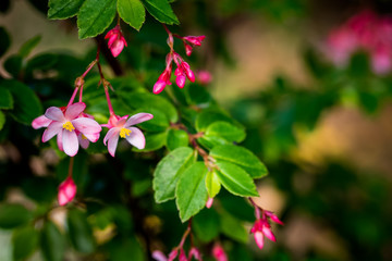 garden New Zealand flowers landscaping