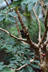 Tropical fruit / Jabuticaba