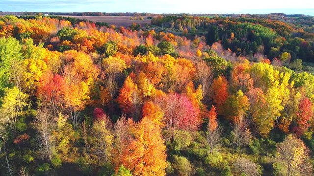 Looking down on forest of breathtaking Autumn colors, Fall splendor, aerial flyover.
