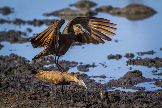 Hamerkop in Kruger National park, South Africa ; Specie Scopus umbretta family of Scopidae