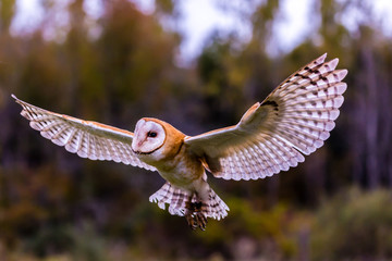 Fototapeta premium Flying Barn owl