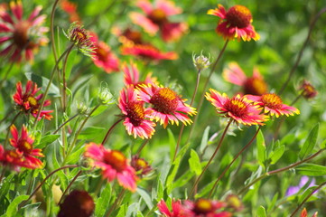 Indian Blanket (Gaillardia pulchella) Wildflowers